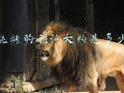 烧烤的利润大约是多少