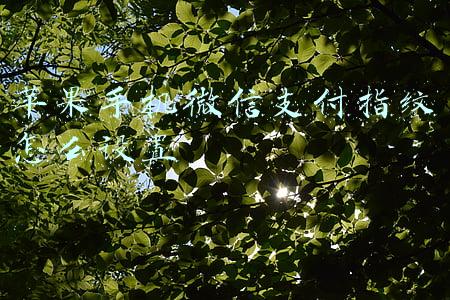 苹果手机微信支付指纹怎么设置