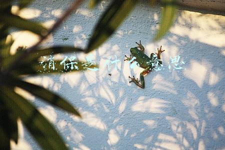 消保是什么意思