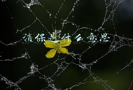 消保是什么意思