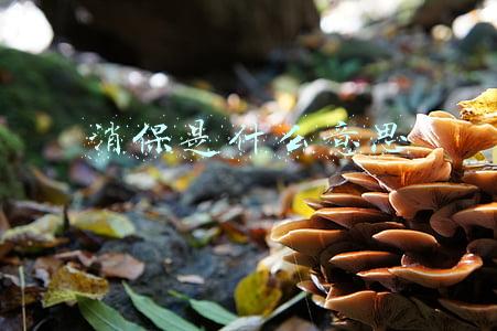消保是什么意思