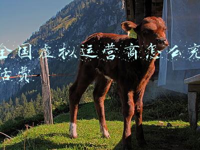 全国虚拟运营商怎么充话费