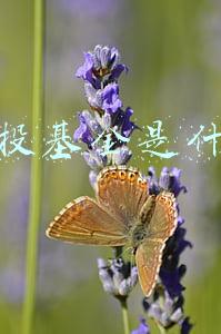 定投基金是什么