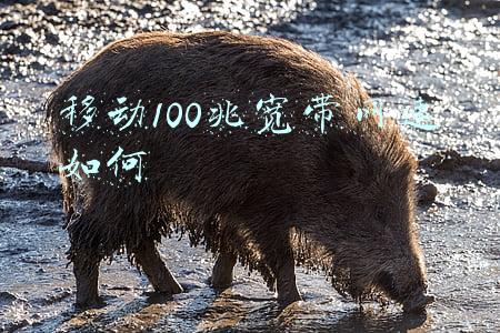移动100兆宽带网速如何