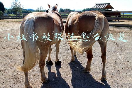 小红书被限流怎么恢复