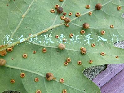 怎么玩股票新手入门