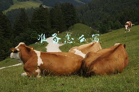 准备怎么写