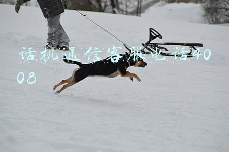 话机通信客服电话4008