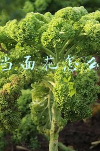 花呗当面花怎么使用