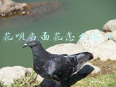 花呗当面花怎么使用