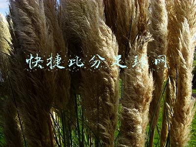 快捷比分足球网