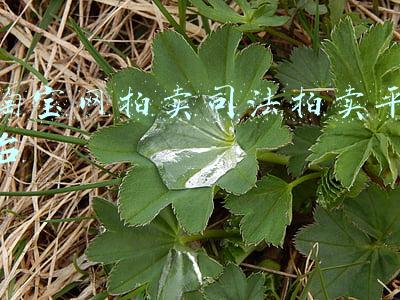 淘宝网拍卖司法拍卖平台