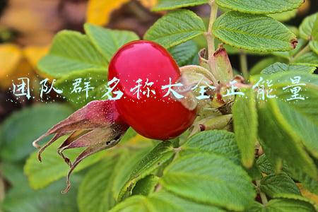 团队群名字大全高大上的团队名字(火到“一墩难求”！设计者：始料未及，我儿子都没买到)