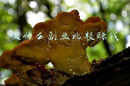 做什么副业比较赚钱