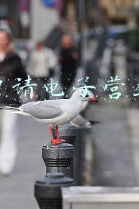 如何申请电子营业执照