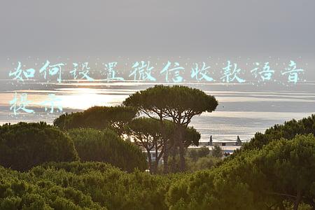 如何设置微信收款语音提示