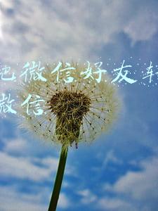 微信好友转移(删除的微信好友可以恢复吗？不小心把微信好友删了怎么找回)