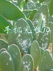 手机充值10