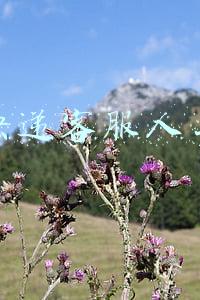 圆通快递客服人工服务