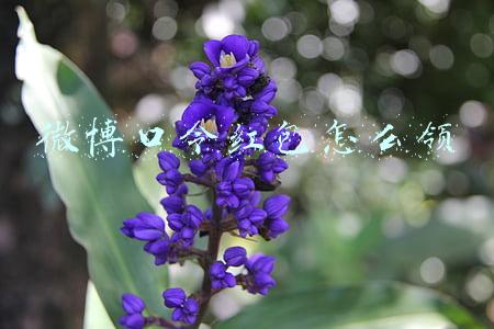 微博口令红包怎么领
