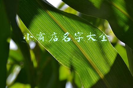 小商店名字大全