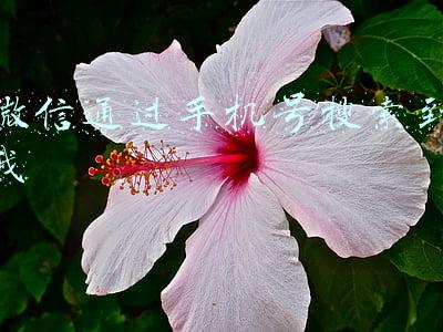 微信通过手机号搜索到我