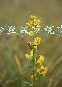 快手粉丝破万就有收益吗