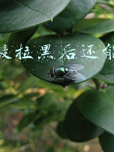 微信被拉黑后还能加对方好友吗(微信中如何拉黑好友？拉黑的好友如何重新找回？)