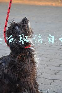 花呗怎么取消自动还款