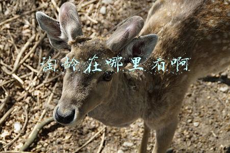 淘龄在哪里看啊
