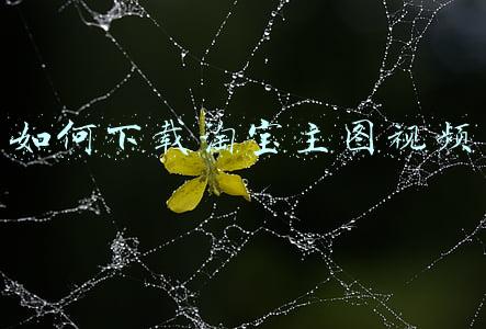 如何下载淘宝主图视频