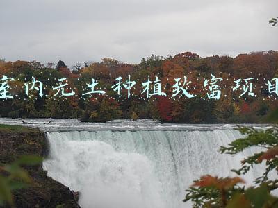 室内无土种植致富项目