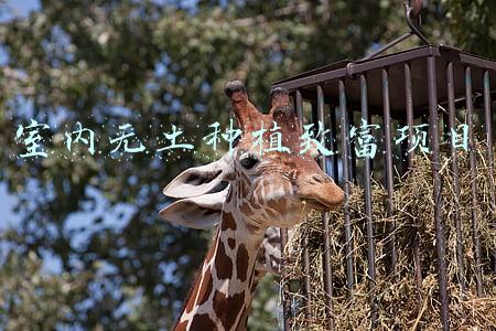 室内无土种植致富项目