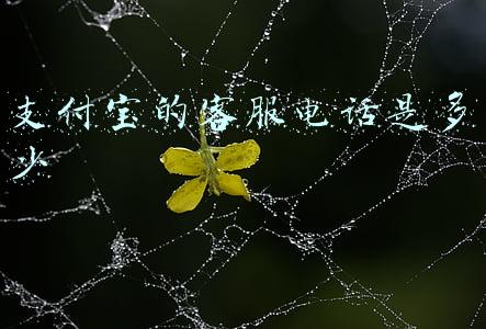 支付宝的客服电话是多少浙江省义乌市属于哪个市(家长注意！又有孩子被骗了……)