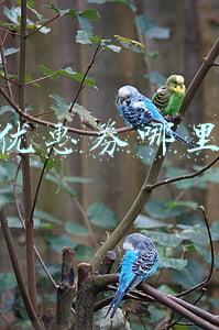 天猫优惠券哪里领取