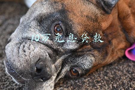 10万免息贷款