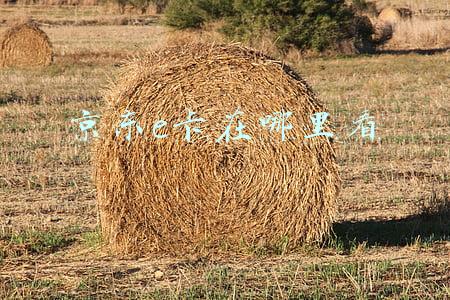 京东e卡在哪里看