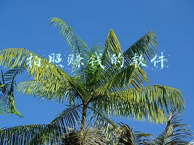 拍照赚钱的软件