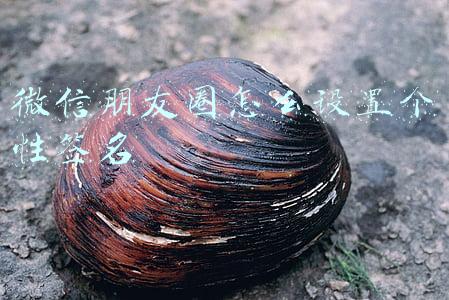 微信朋友圈怎么设置个性签名居中(微信技巧：微信个性签名居中显示怎样设置？一键生成，快速搞定)