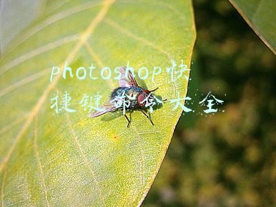 photoshop快捷键命令大全