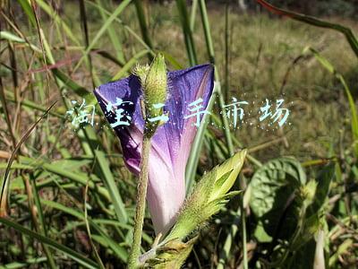 淘宝二手市场