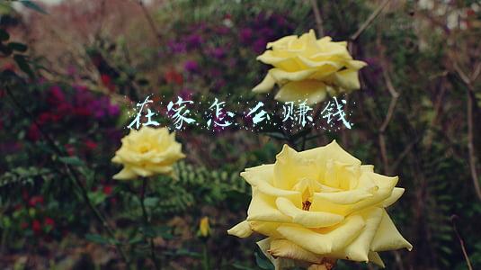 在家怎么赚钱