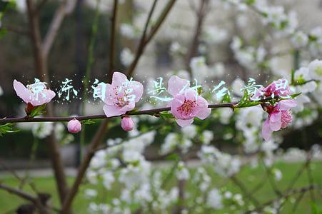 京东自营是什么意思