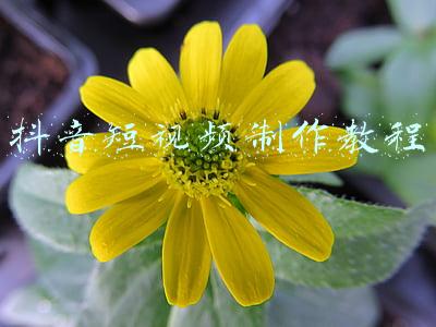 抖音短视频制作教程