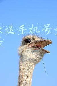邮政快递手机号查询快递单号