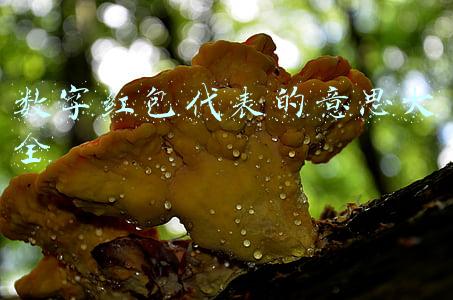 数字红包代表的意思大全
