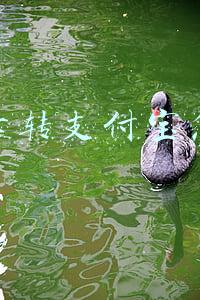 银行卡转支付宝怎么转