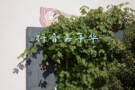 抖音嘉年华礼物多少钱(《抖音》蓝色嘉年华礼物价格介绍)