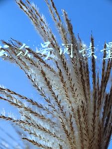 微信公众号阅读量怎么算
