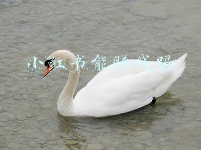 小红书能赚钱吗